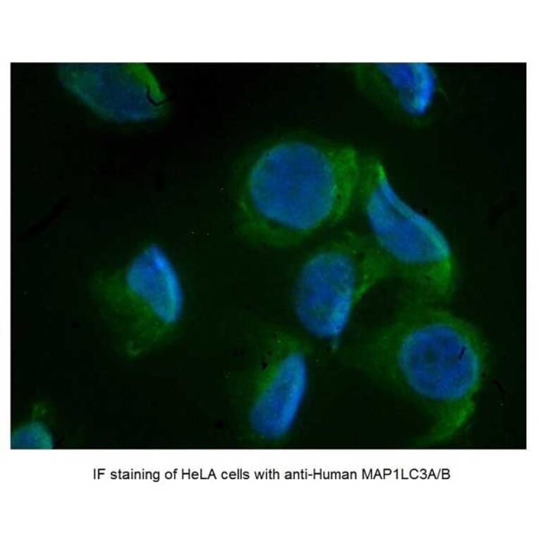 SDS-PAGE - Anti-MAP1LC3A + MAP1LC3B Antibody (A283290) - Antibodies.com