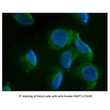 SDS-PAGE - Anti-MAP1LC3A + MAP1LC3B Antibody (A283290) - Antibodies.com