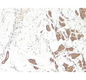 Immunohistochemistry - Anti-Wnt3a Antibody - BSA and Azide free (A283298) - Antibodies.com