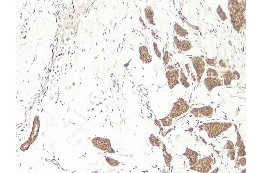 Immunohistochemistry - Anti-Wnt3a Antibody - BSA and Azide free (A283298) - Antibodies.com