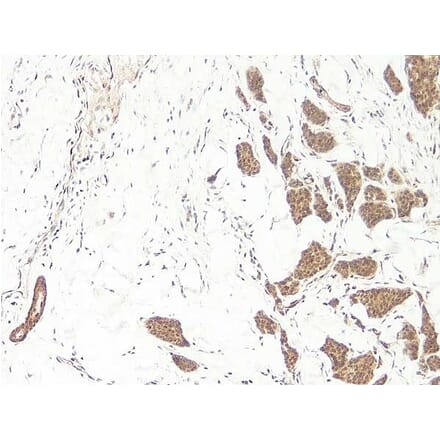 Immunohistochemistry - Anti-Wnt3a Antibody - BSA and Azide free (A283298) - Antibodies.com