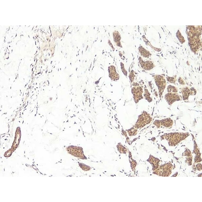 Immunohistochemistry - Anti-Wnt3a Antibody - BSA and Azide free (A283298) - Antibodies.com