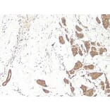 Immunohistochemistry - Anti-Wnt3a Antibody - BSA and Azide free (A283298) - Antibodies.com