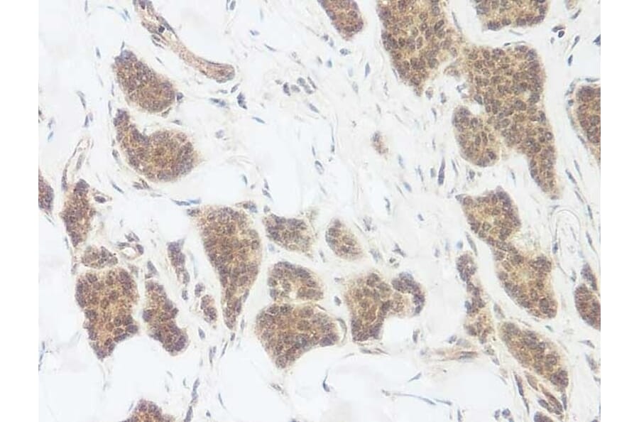 Immunohistochemistry - Anti-Wnt3a Antibody - BSA and Azide free (A283298) - Antibodies.com