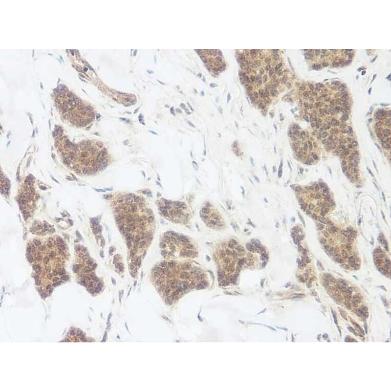 Immunohistochemistry - Anti-Wnt3a Antibody - BSA and Azide free (A283298) - Antibodies.com