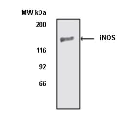 Western Blot - Anti-iNOS Antibody (A283409) - Antibodies.com