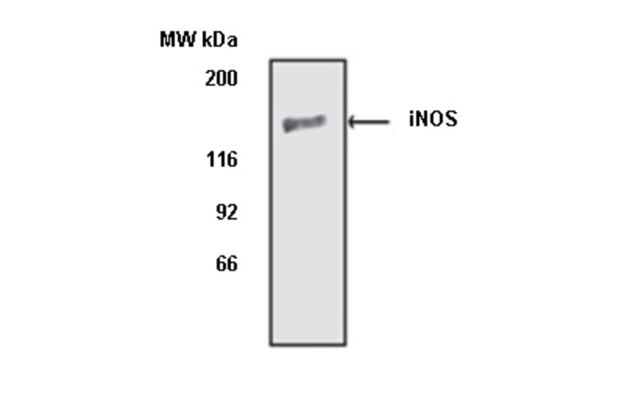 Western Blot - Anti-iNOS Antibody (A283409) - Antibodies.com