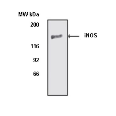 Western Blot - Anti-iNOS Antibody (A283409) - Antibodies.com