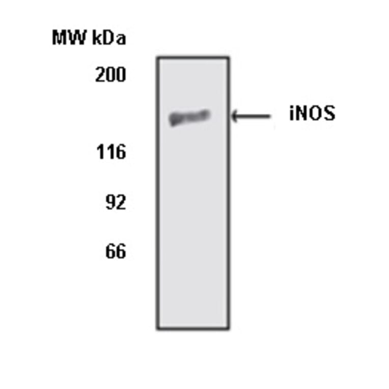 Western Blot - Anti-iNOS Antibody (A283409) - Antibodies.com