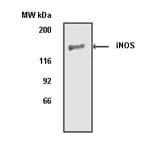 Western Blot - Anti-iNOS Antibody (A283409) - Antibodies.com