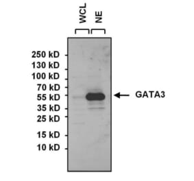 Western Blot - Anti-GATA3 Antibody (A283413) - Antibodies.com