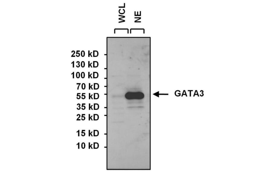 Western Blot - Anti-GATA3 Antibody (A283413) - Antibodies.com