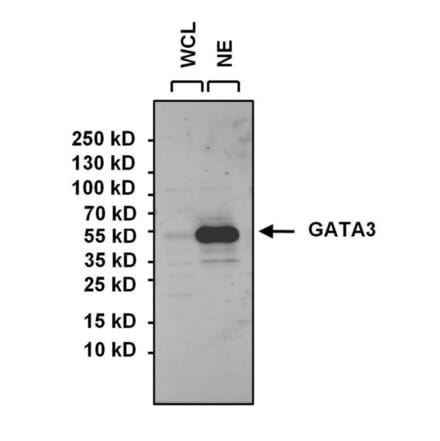 Western Blot - Anti-GATA3 Antibody (A283413) - Antibodies.com
