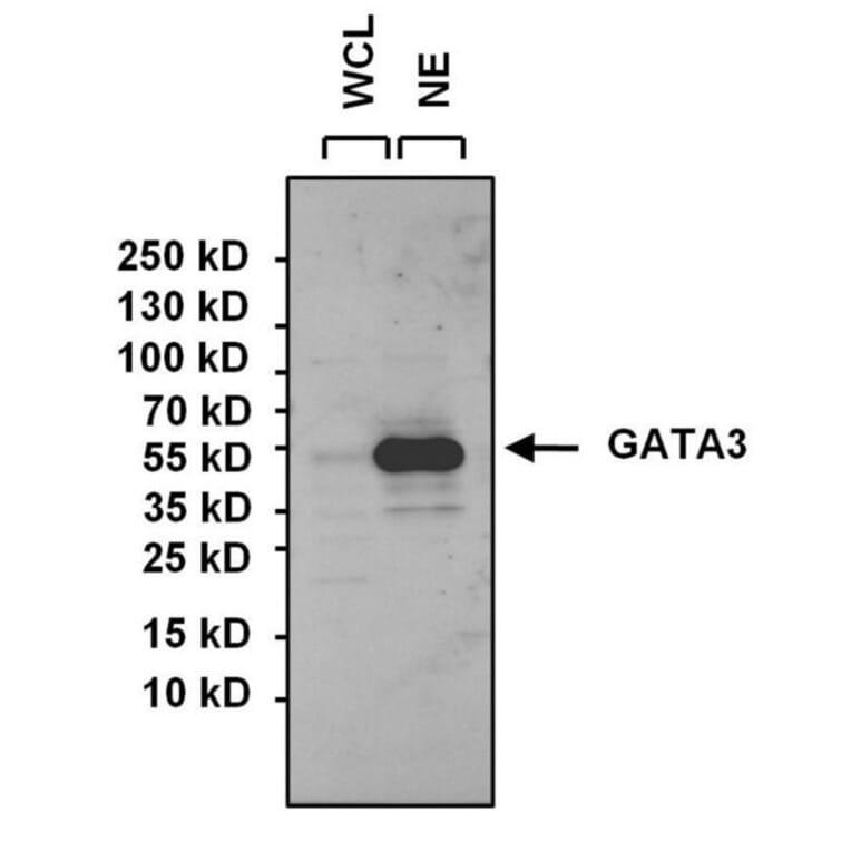 Western Blot - Anti-GATA3 Antibody (A283413) - Antibodies.com