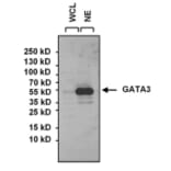 Western Blot - Anti-GATA3 Antibody (A283413) - Antibodies.com