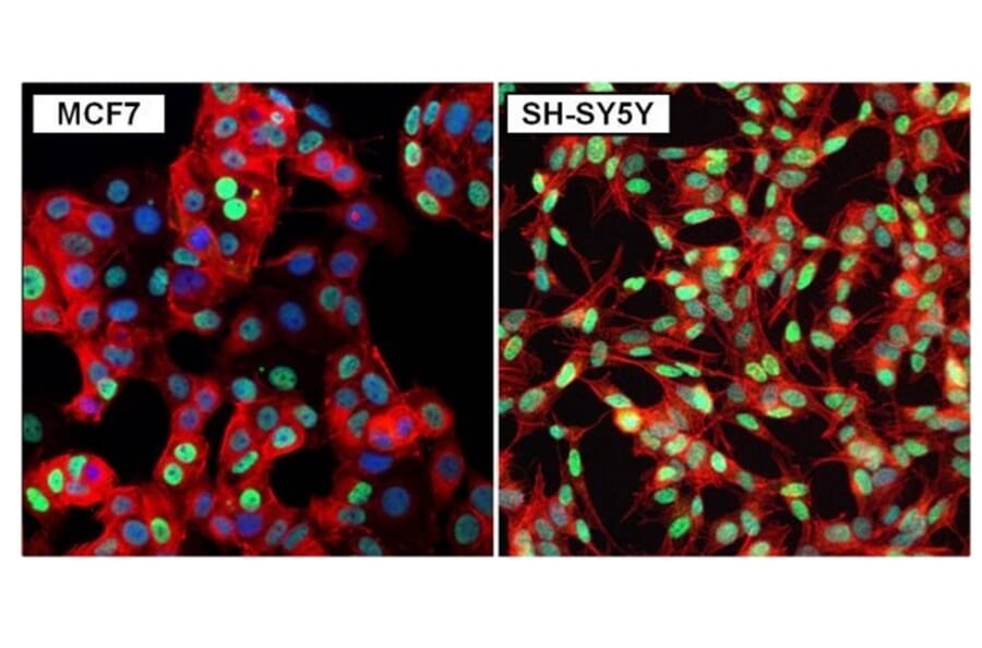 Immunofluorescence  - Anti-GATA3 Antibody (A283413) - Antibodies.com