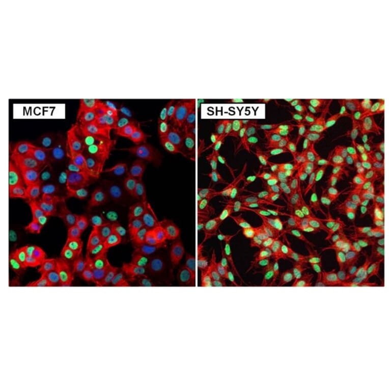 Immunofluorescence  - Anti-GATA3 Antibody (A283413) - Antibodies.com