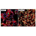 Immunofluorescence  - Anti-GATA3 Antibody (A283413) - Antibodies.com