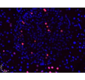 Immunofluorescence  - Anti-BrdU Antibody (A283414) - Antibodies.com