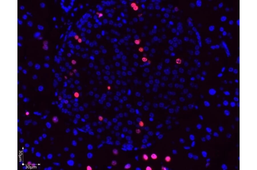 Immunofluorescence  - Anti-BrdU Antibody (A283414) - Antibodies.com