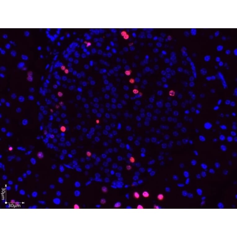 Immunofluorescence  - Anti-BrdU Antibody (A283414) - Antibodies.com