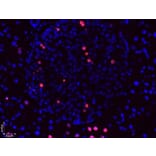 Immunofluorescence  - Anti-BrdU Antibody (A283414) - Antibodies.com