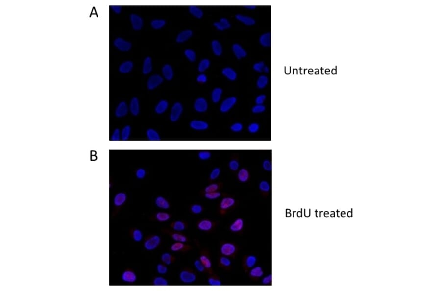 Flow Cytometry - Anti-BrdU Antibody (A283414) - Antibodies.com