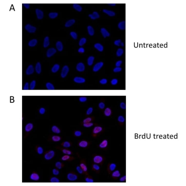 Flow Cytometry - Anti-BrdU Antibody (A283414) - Antibodies.com