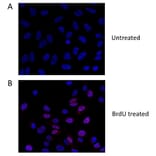 Flow Cytometry - Anti-BrdU Antibody (A283414) - Antibodies.com
