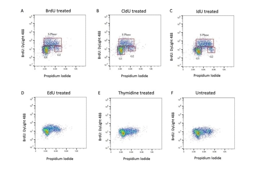 Flow Cytometry - Anti-BrdU Antibody (A283414) - Antibodies.com