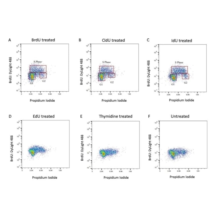 Flow Cytometry - Anti-BrdU Antibody (A283414) - Antibodies.com