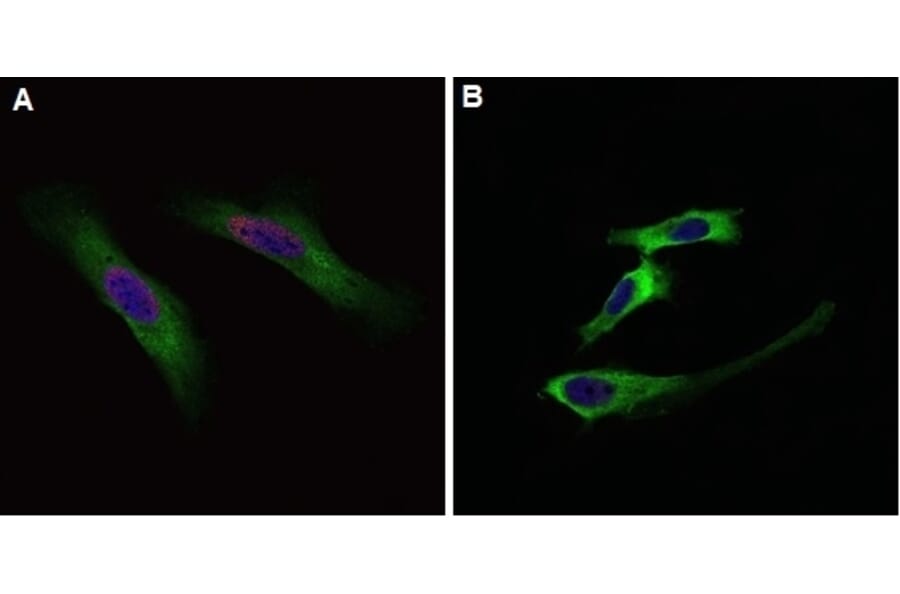 Flow Cytometry - Anti-BrdU Antibody (A283414) - Antibodies.com