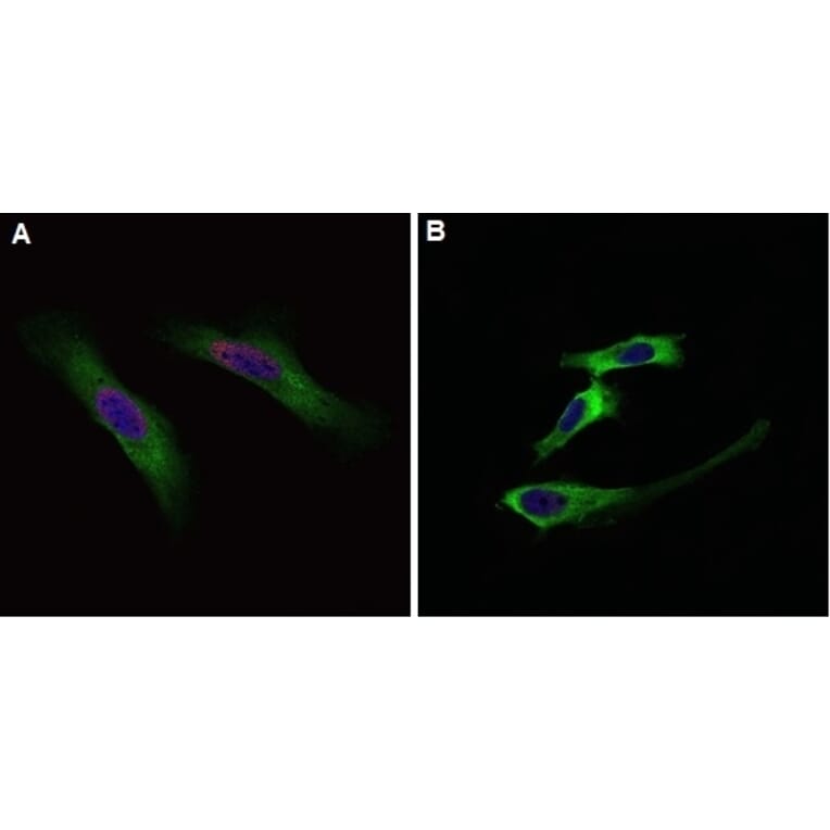 Flow Cytometry - Anti-BrdU Antibody (A283414) - Antibodies.com