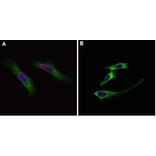 Flow Cytometry - Anti-BrdU Antibody (A283414) - Antibodies.com
