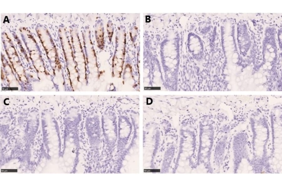 Immunohistochemistry - Anti-BrdU Antibody (A283414) - Antibodies.com