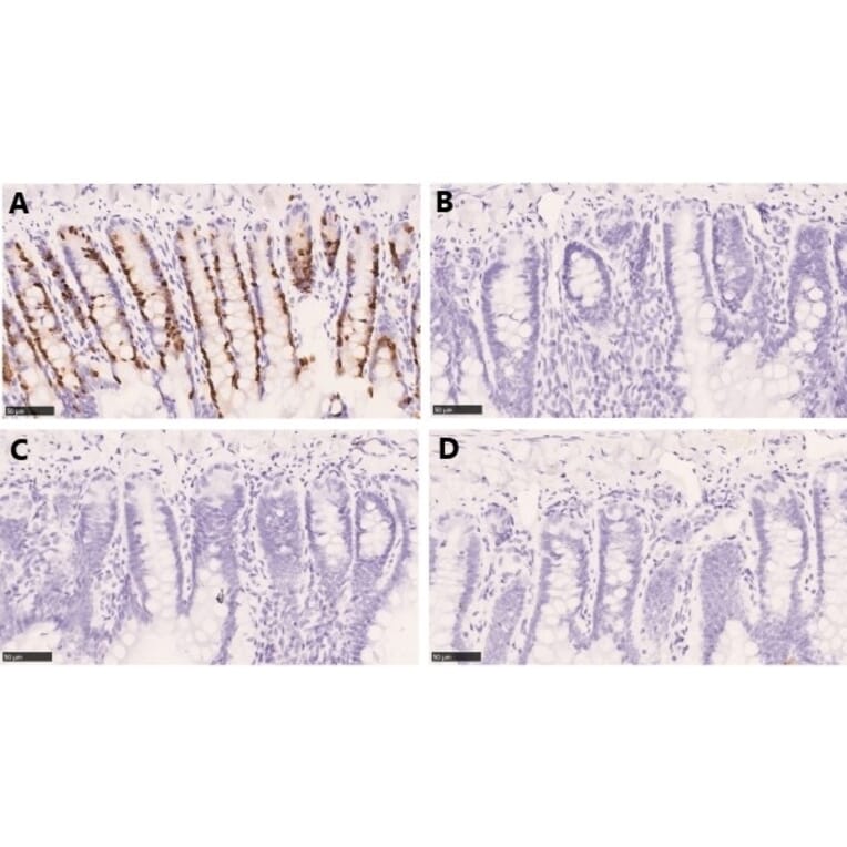 Immunohistochemistry - Anti-BrdU Antibody (A283414) - Antibodies.com