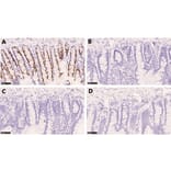 Immunohistochemistry - Anti-BrdU Antibody (A283414) - Antibodies.com