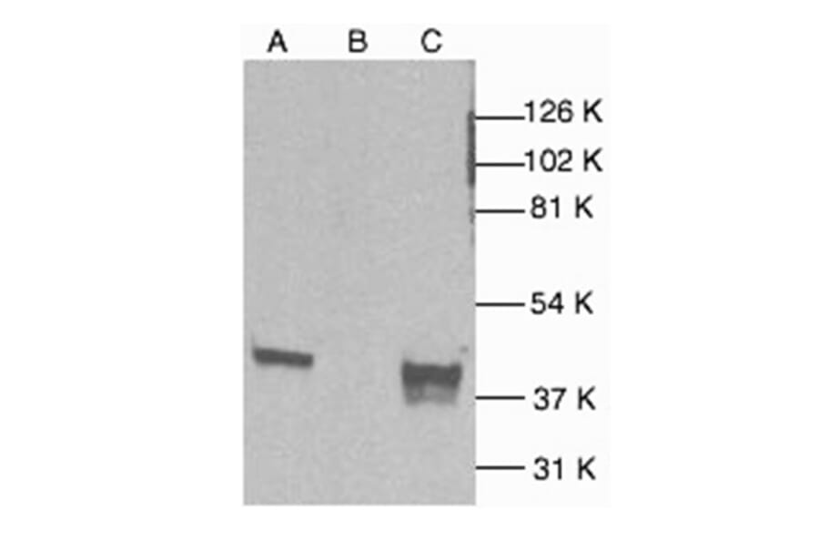 Western Blot - Anti-p38 alpha / MAPK14 Antibody (A283418) - Antibodies.com