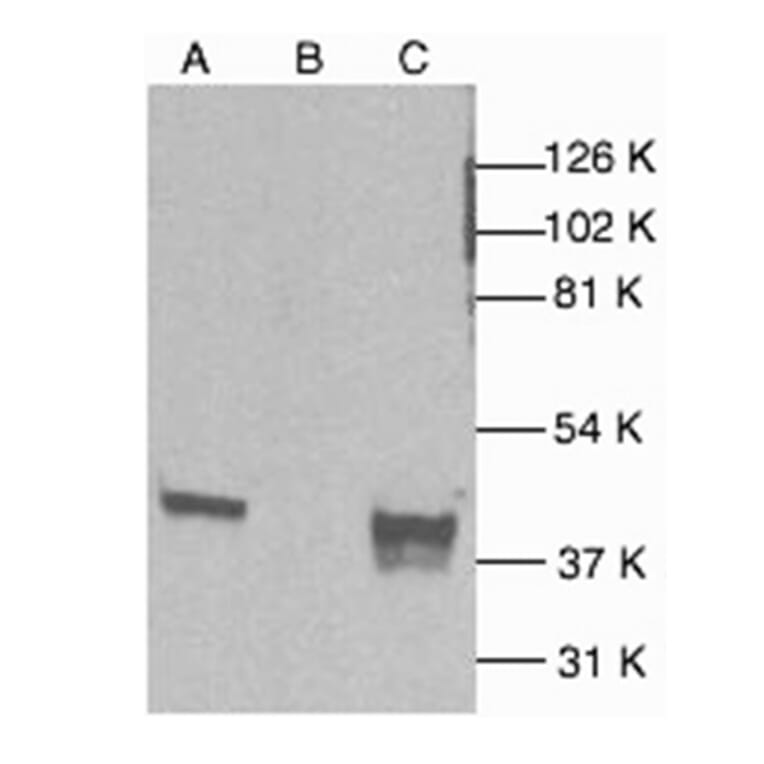 Western Blot - Anti-p38 alpha / MAPK14 Antibody (A283418) - Antibodies.com