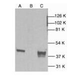 Western Blot - Anti-p38 alpha / MAPK14 Antibody (A283418) - Antibodies.com