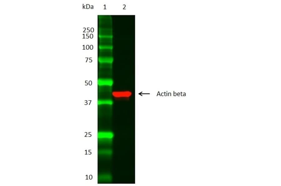 SDS-PAGE - Anti-beta Actin Antibody (A283424) - Antibodies.com