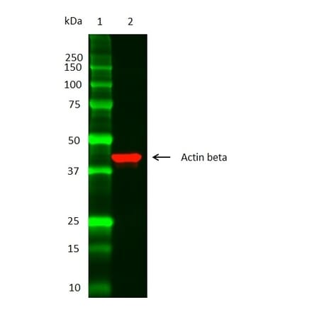 SDS-PAGE - Anti-beta Actin Antibody (A283424) - Antibodies.com