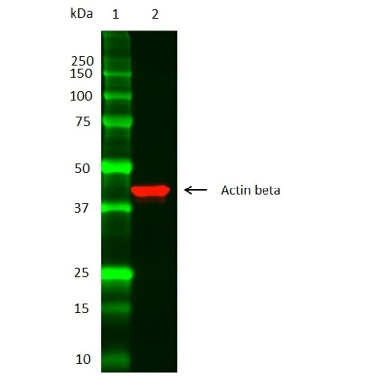 SDS-PAGE - Anti-beta Actin Antibody (A283424) - Antibodies.com