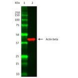 SDS-PAGE - Anti-beta Actin Antibody (A283424) - Antibodies.com