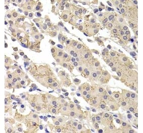 Immunohistochemistry - Anti-ICAD Antibody (A283465) - Antibodies.com