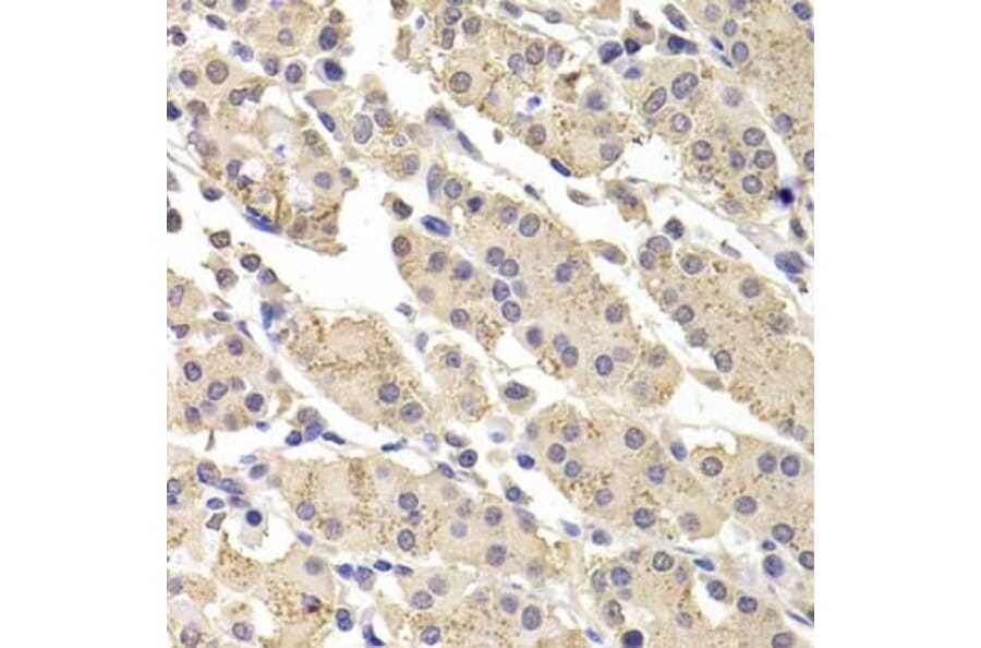 Immunohistochemistry - Anti-ICAD Antibody (A283465) - Antibodies.com