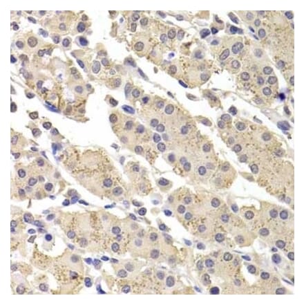 Immunohistochemistry - Anti-ICAD Antibody (A283465) - Antibodies.com