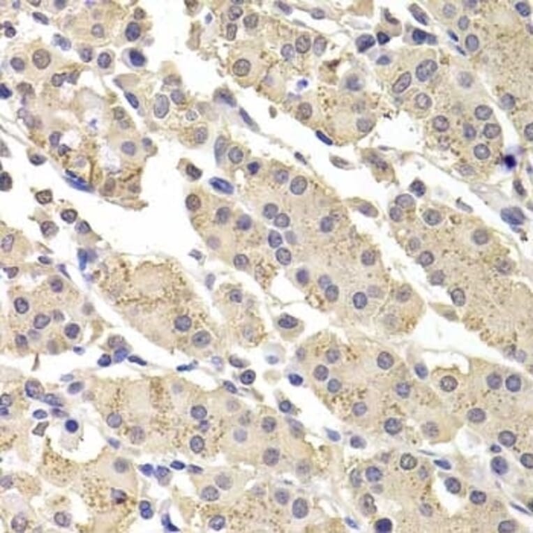 Immunohistochemistry - Anti-ICAD Antibody (A283465) - Antibodies.com