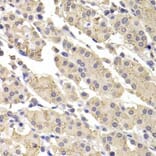 Immunohistochemistry - Anti-ICAD Antibody (A283465) - Antibodies.com