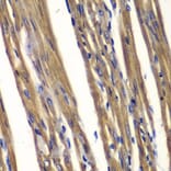 Immunohistochemistry - Anti-TCPTP Antibody (A283521) - Antibodies.com